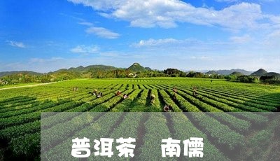 普洱茶 南儒/2023042924547